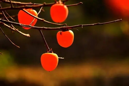 关于果实满枝头的诗句文案