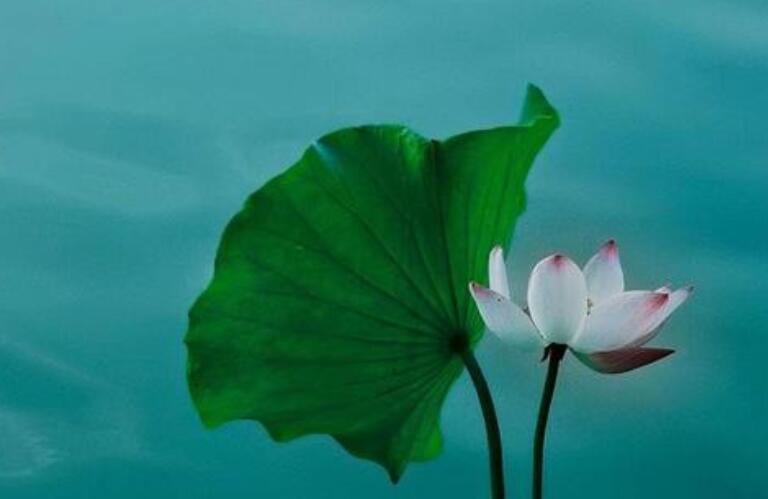 描写心境超脱的诗句文案