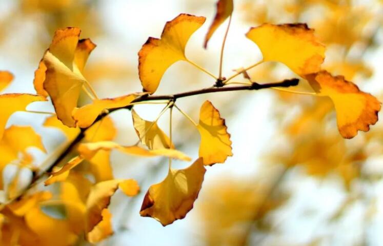 期待九月美好的诗句文案