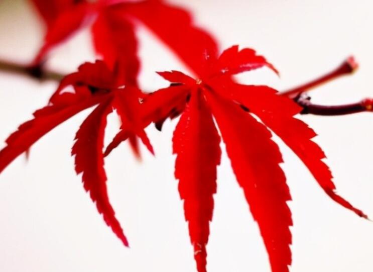 描写树叶的句子文案