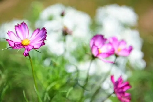 怀念亲人怎么发朋友圈