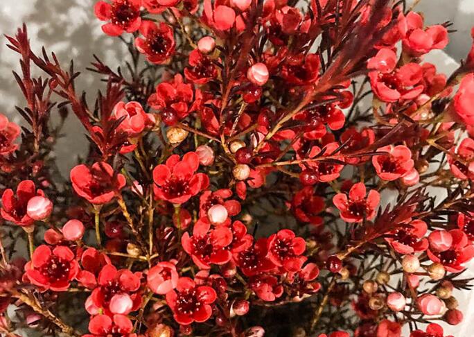 腊梅的说说文案