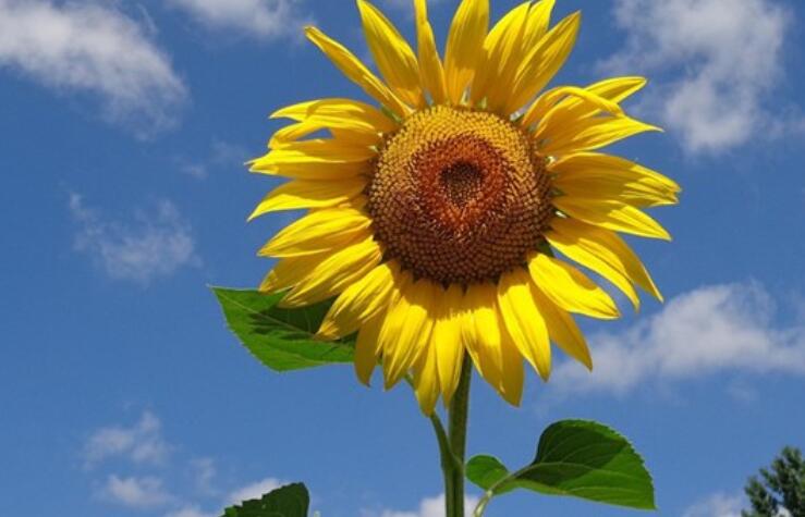 小学生比喻句摘抄