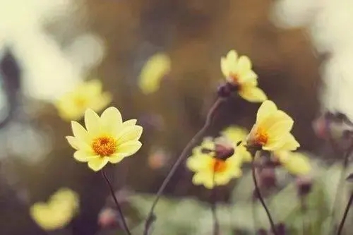 让自己静心的句子文案