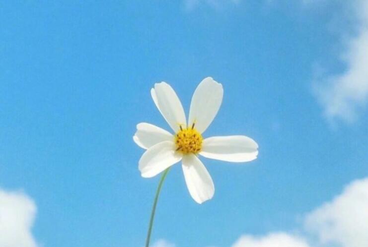 早晨最深情的问候语