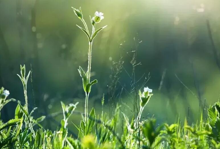 五句描写风景的句子文案