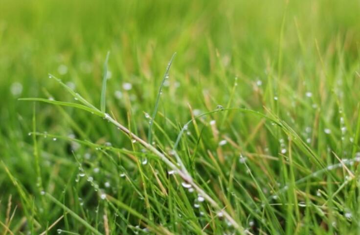 描写含有植物的画面句子文案