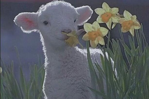 沙雕又可爱的朋友圈文案