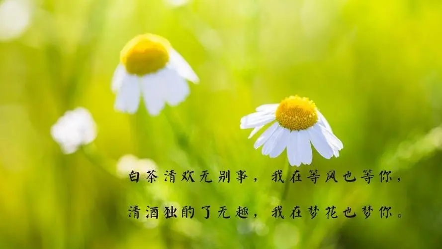 温暖人心的句子文案