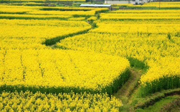 古诗油菜花吟