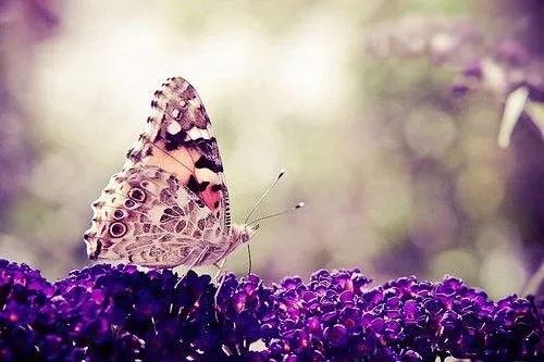 等风热吻你句子文案迷