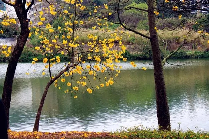 身边处处是美景的美句