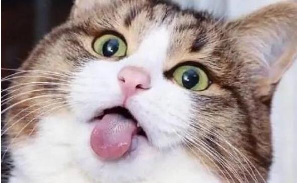 搞笑说说文案大全2024