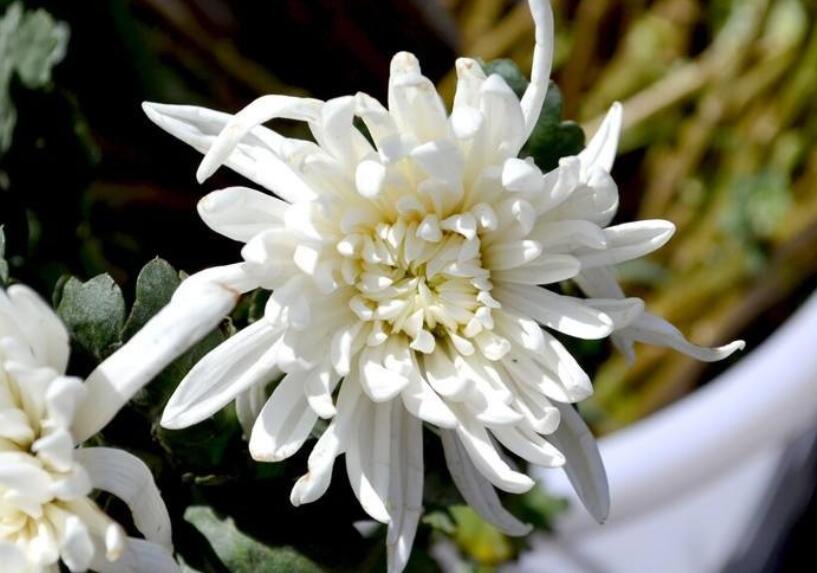 带有思字的句子文案