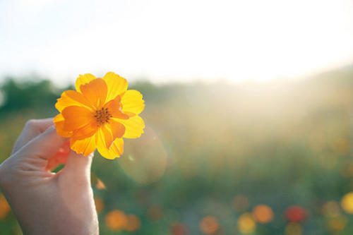 花朵努力绽放的句子文案