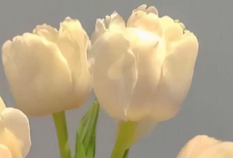 仙女的句子文案发朋友圈