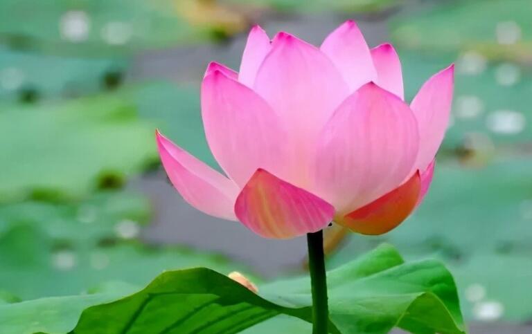 今年身体特别差的说说文案