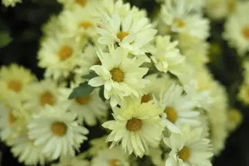 怀念外婆的诗句文案