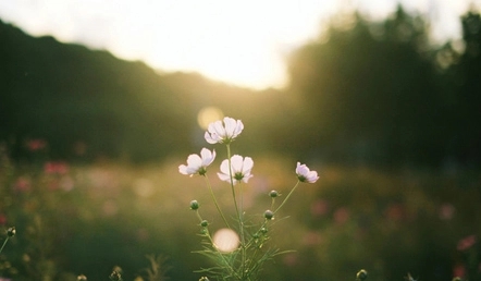 带有清欢的优美句子文案