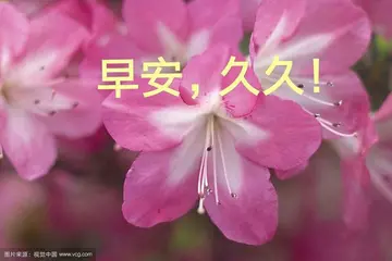 感谢朋友每天早安问候