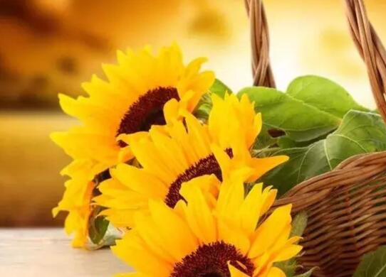 早安朋友问候语