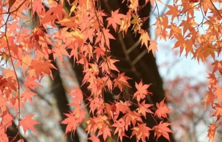 淡到极致的美诗句文案