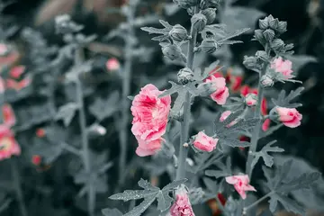 晴天和雨天的美景句子文案
