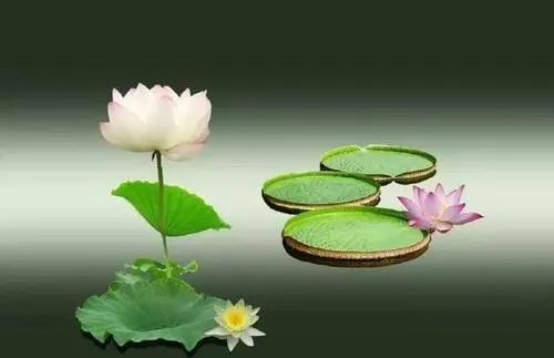 人生受苦的佛教语录文案