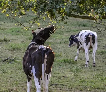 牛马的经典语录文案