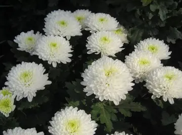 怀念爸爸在天堂的诗句文案