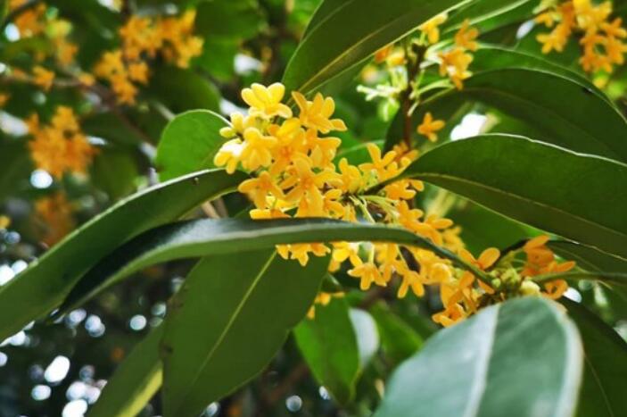 描写桂花的优美句子文案20