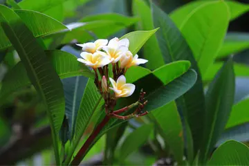 描写8月盛夏的句子文案