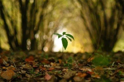 小学生成长语录文案