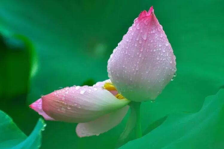 描写荷花的词句