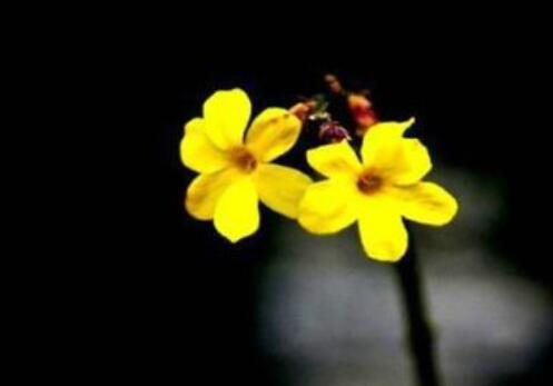 佛学能量早安心语