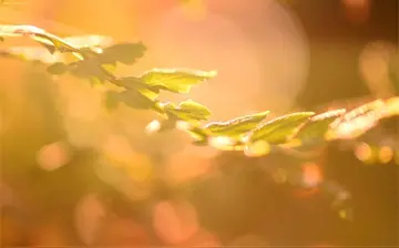 心灵美的唯美句子文案