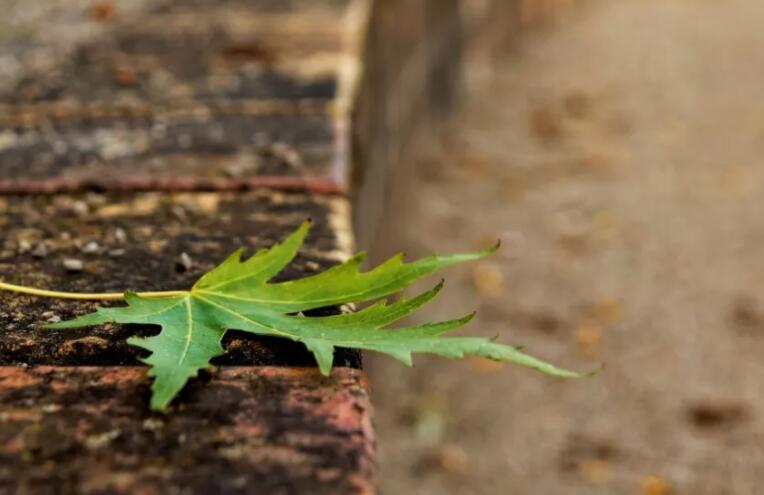 别把老实人当傻子名言