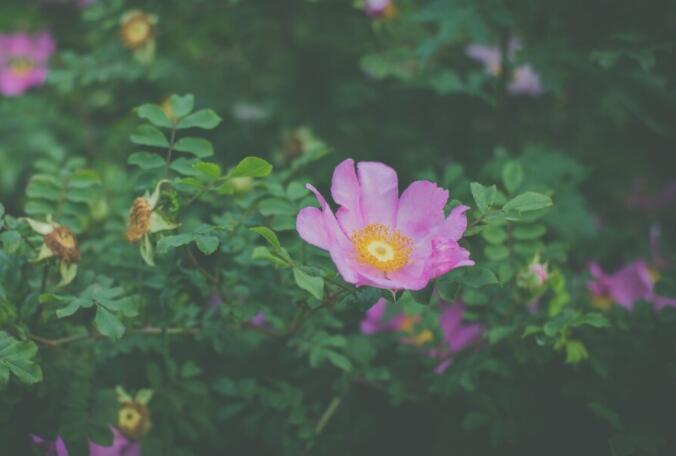 描写植物的优美段落