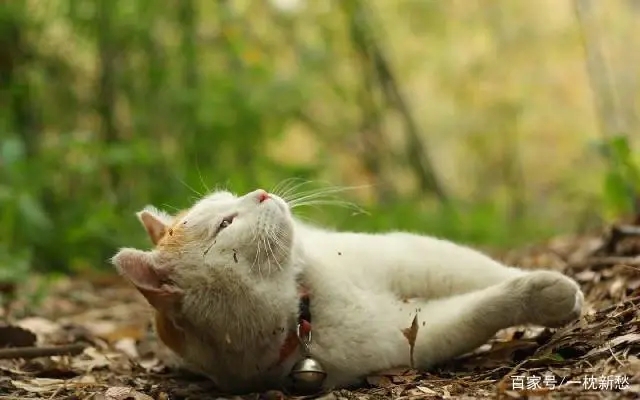 感恩节祝福经典语录文案