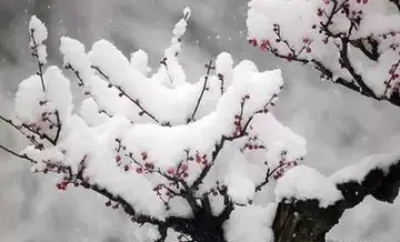 小寒节气的古诗有哪些