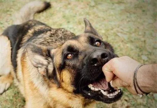 形容人是疯狗咬的句子文案