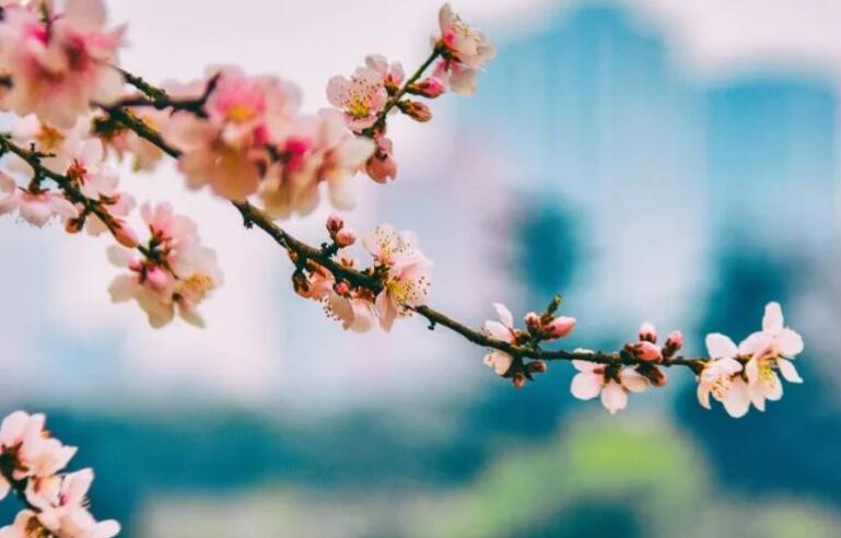 早春时节美景的诗句文案