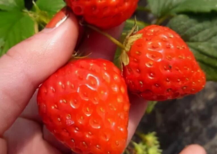 关于草莓的可爱短句