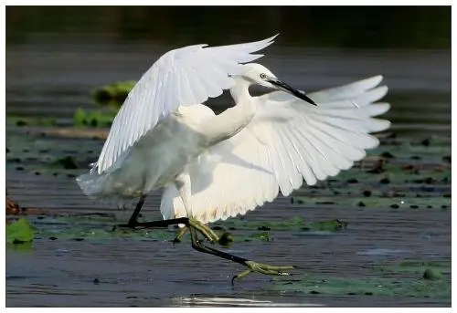 描写白鹭的诗句文案大全