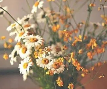 愿你开头的唯美祝福语