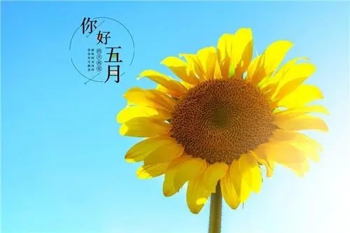 五月份的励志句子文案