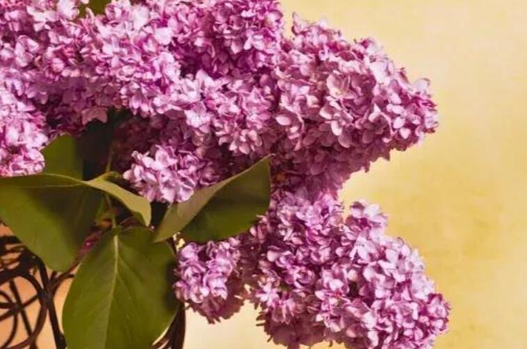 甜到炸的早安小情话文案