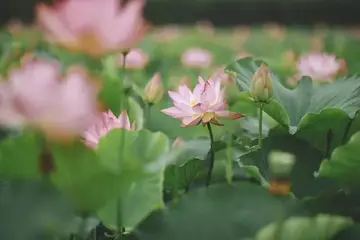 所谓成熟的经典语录文案