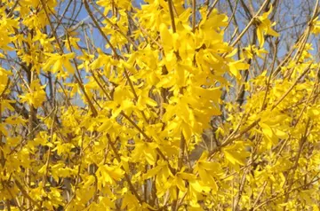 描写迎春花的外形句子文案