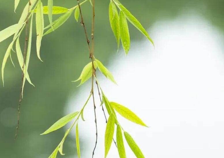 描写柳树的好段落摘抄